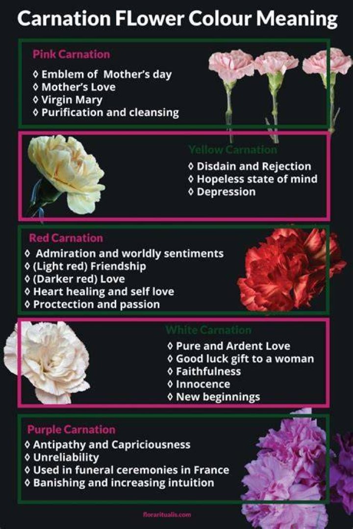 Carnation meaning. Discover the true origins and symbolism of this flower