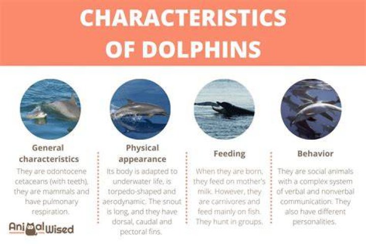 Dolphins have human personality traits •
