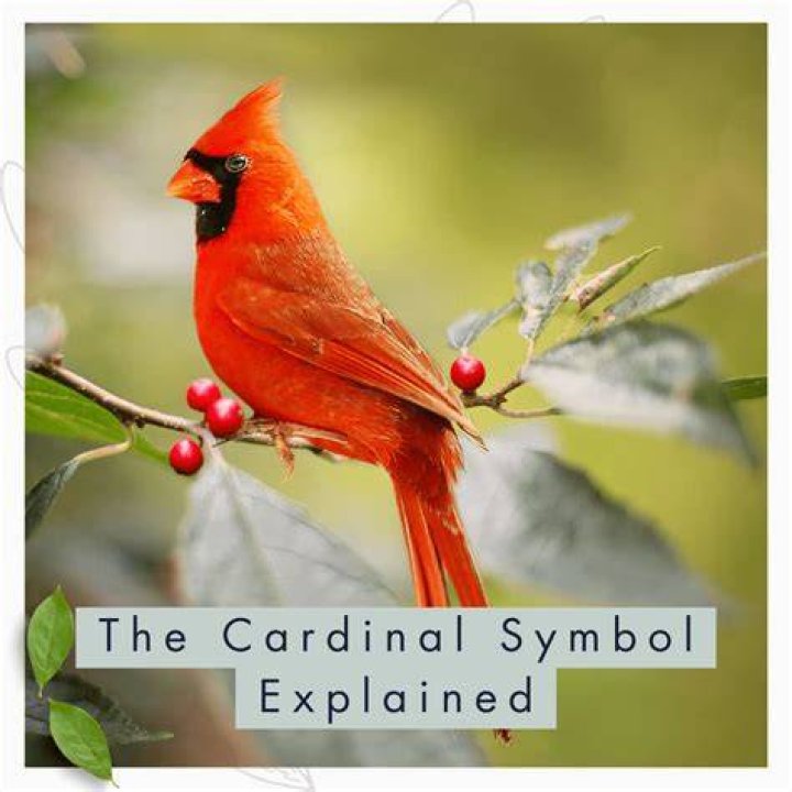 Northern Cardinal Cardinal symbolism, Red cardinal, Cardinal