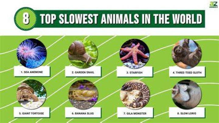 SLOWEST ANIMALS IN THE WORLD